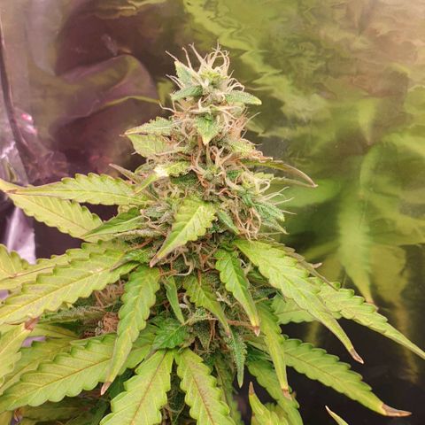 Mary ‎Lou growlog timeline photo