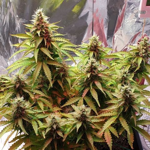 Mary ‎Lou growlog timeline photo