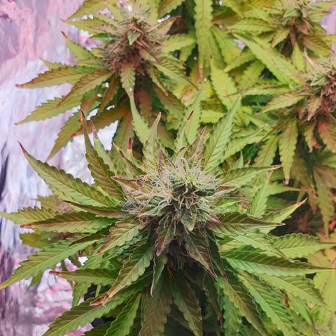 Mary ‎Lou growlog timeline photo