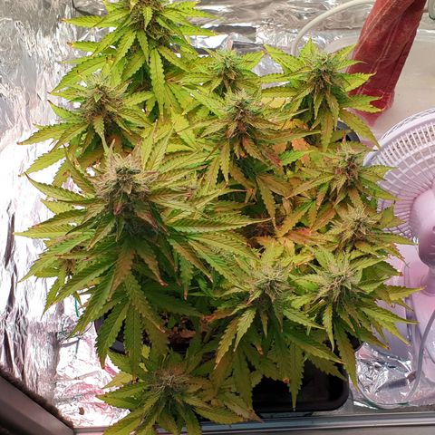 Mary ‎Lou growlog timeline photo