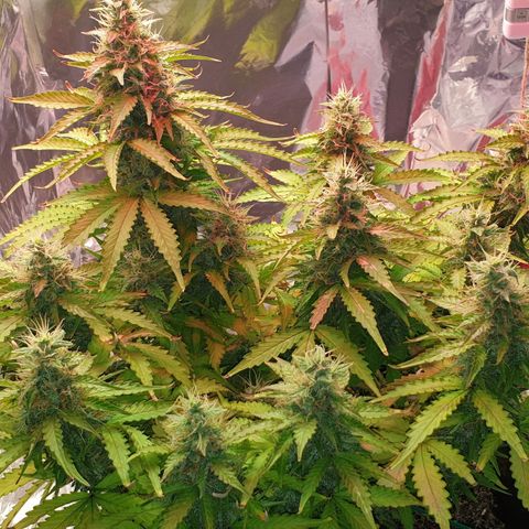 Mary ‎Lou growlog timeline photo