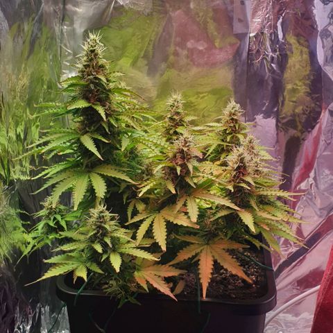 Mary ‎Lou growlog timeline photo