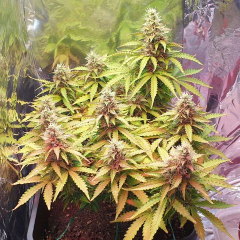 Mary ‎Lou growlog timeline photo