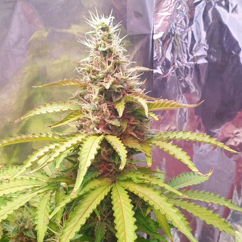 Mary ‎Lou growlog timeline photo