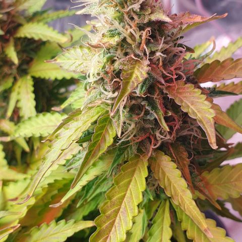 Mary ‎Lou growlog timeline photo