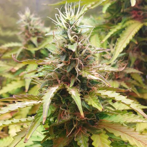 Mary ‎Lou growlog timeline photo