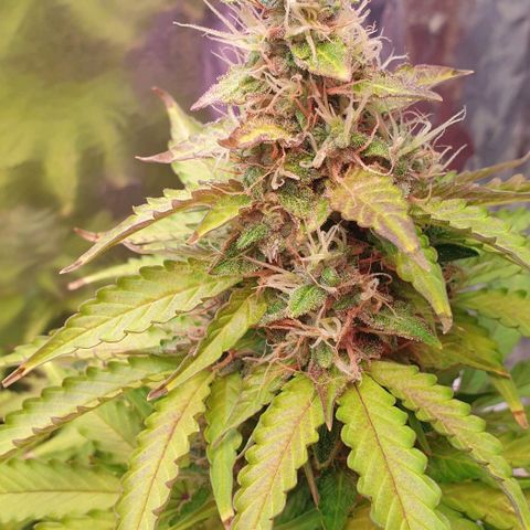 Mary ‎Lou growlog timeline photo