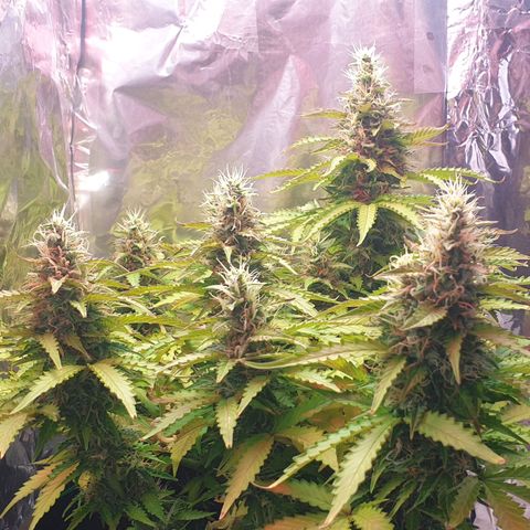 Mary ‎Lou growlog timeline photo