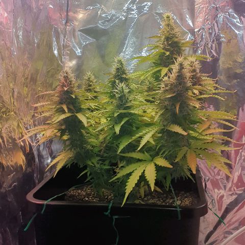 Mary ‎Lou growlog timeline photo