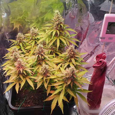 Mary ‎Lou growlog timeline photo