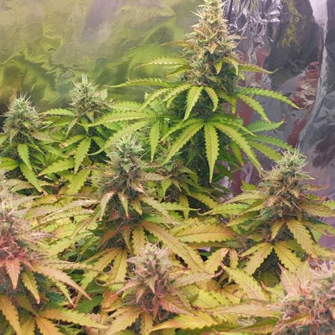 Mary ‎Lou growlog timeline photo