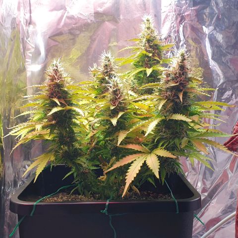 Mary ‎Lou growlog timeline photo