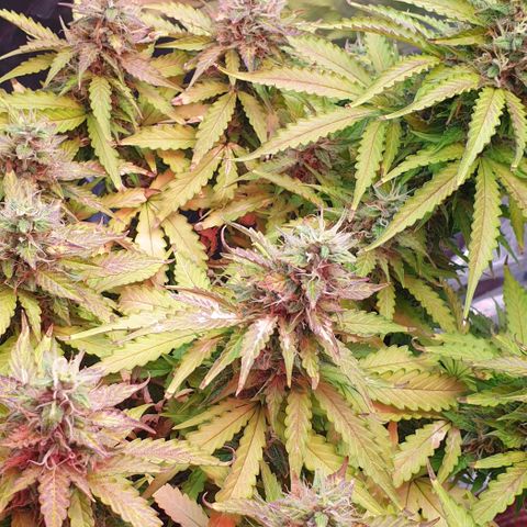 Mary ‎Lou growlog timeline photo