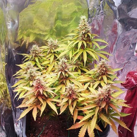 Mary ‎Lou growlog timeline photo