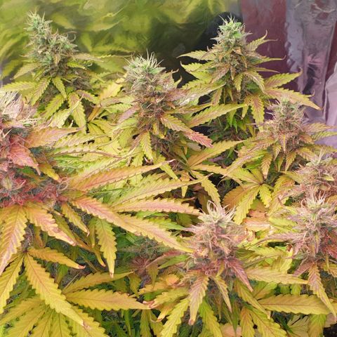 Mary ‎Lou growlog timeline photo