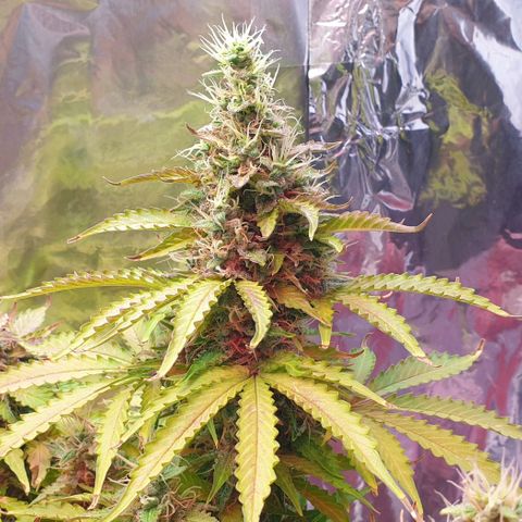 Mary ‎Lou growlog timeline photo