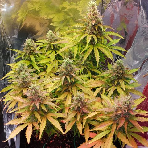 Mary ‎Lou growlog timeline photo
