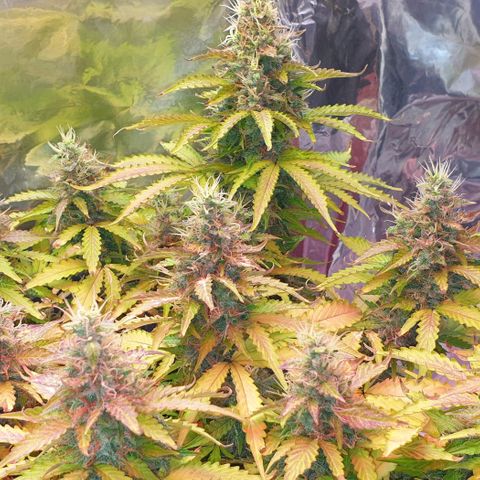 Mary ‎Lou growlog timeline photo