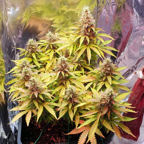 Mary ‎Lou growlog timeline photo