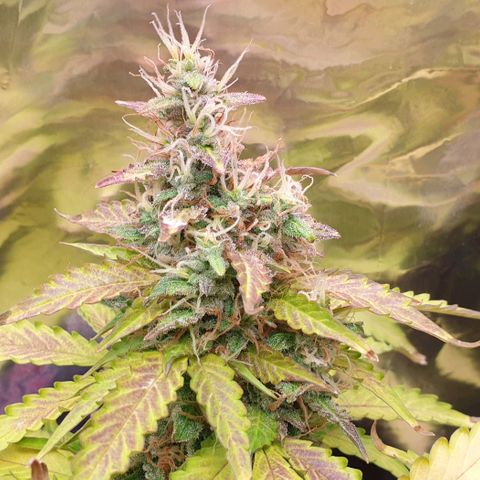 Mary ‎Lou growlog timeline photo