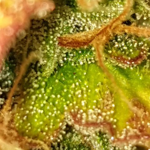 Mary ‎Lou growlog timeline photo