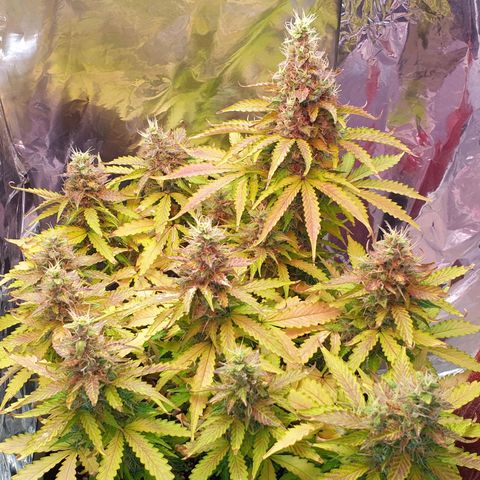Mary ‎Lou growlog timeline photo