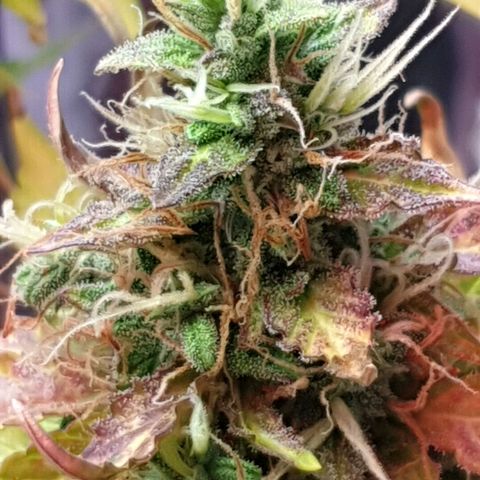 Mary ‎Lou growlog timeline photo