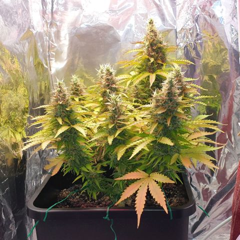 Mary ‎Lou growlog timeline photo