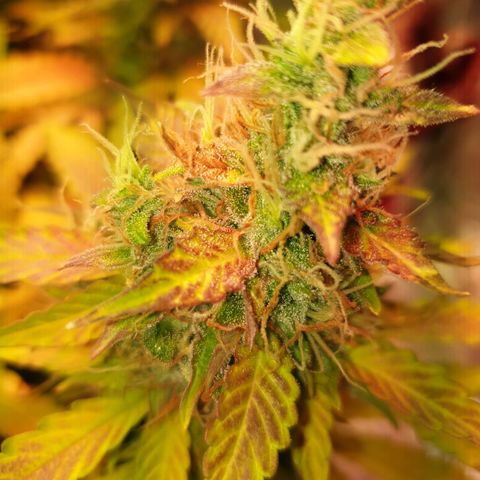 Mary ‎Lou growlog timeline photo