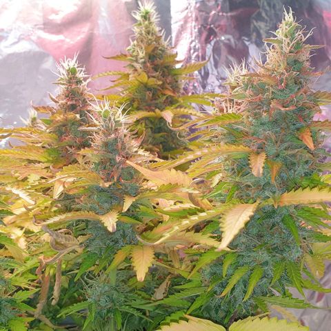Mary ‎Lou growlog timeline photo