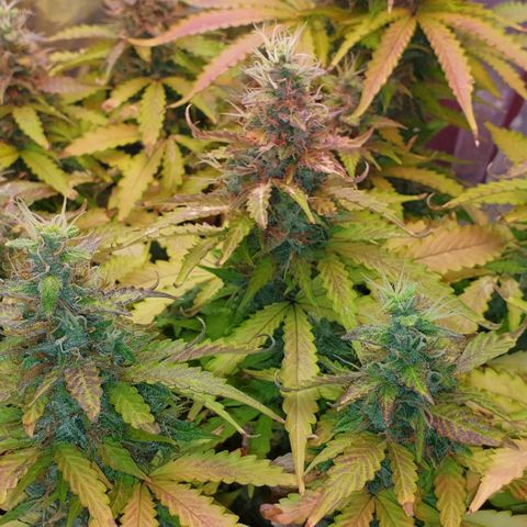 Mary ‎Lou growlog timeline photo