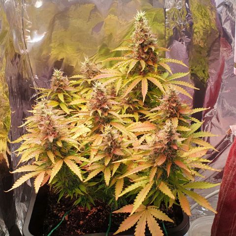 Mary ‎Lou growlog timeline photo