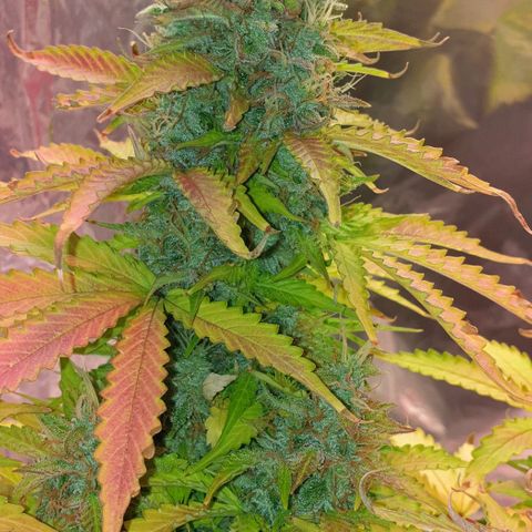 Mary ‎Lou growlog timeline photo