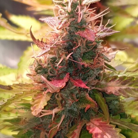 Mary ‎Lou growlog timeline photo