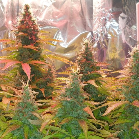 Mary ‎Lou growlog timeline photo
