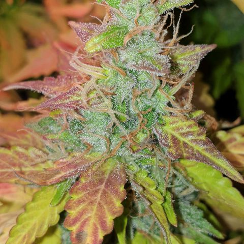 Mary ‎Lou growlog timeline photo