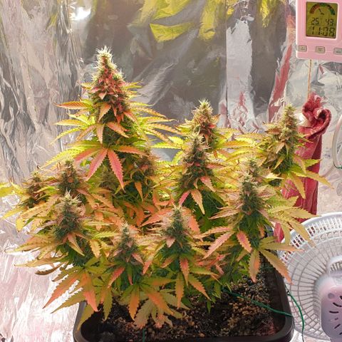 Mary ‎Lou growlog timeline photo