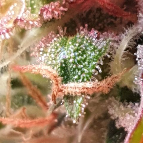 Mary ‎Lou growlog timeline photo