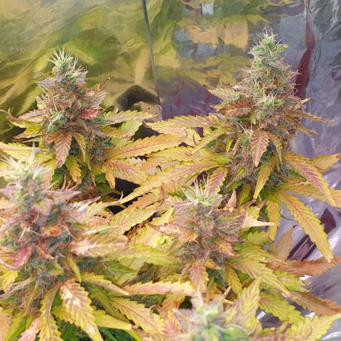 Mary ‎Lou growlog timeline photo