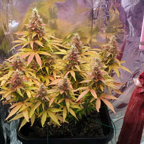Mary ‎Lou growlog timeline photo