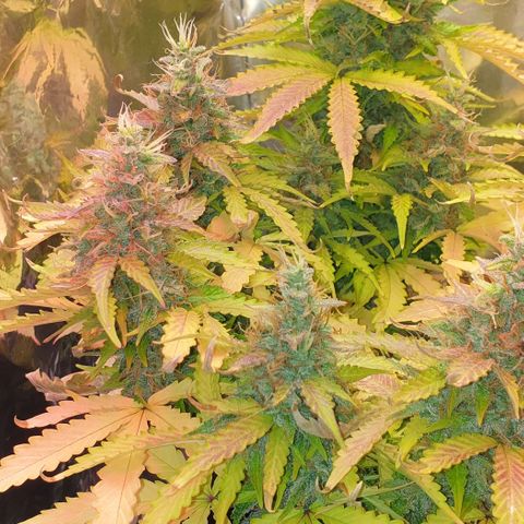 Mary ‎Lou growlog timeline photo