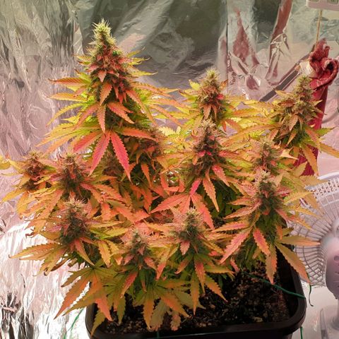 Mary ‎Lou growlog timeline photo