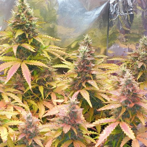 Mary ‎Lou growlog timeline photo