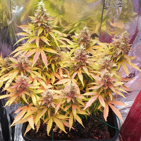 Mary ‎Lou growlog timeline photo