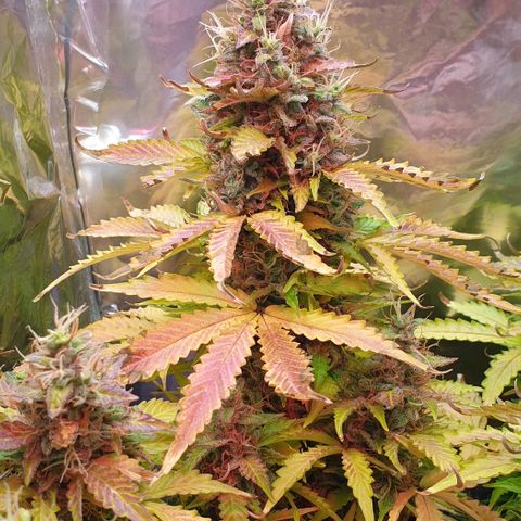 Mary ‎Lou growlog timeline photo