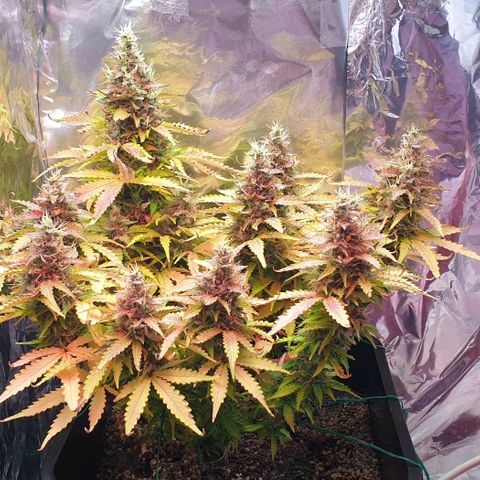 Mary ‎Lou growlog timeline photo