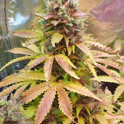 Mary ‎Lou growlog timeline photo