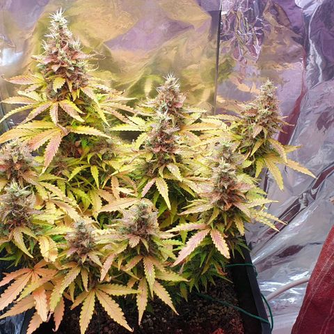 Mary ‎Lou growlog timeline photo