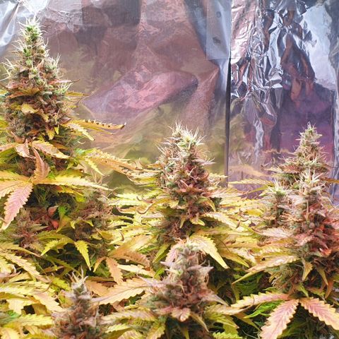Mary ‎Lou growlog timeline photo