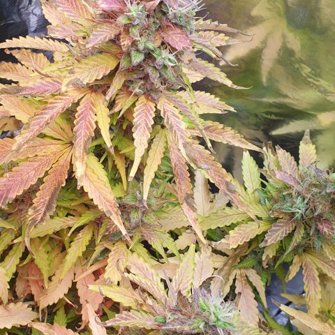 Mary ‎Lou growlog timeline photo